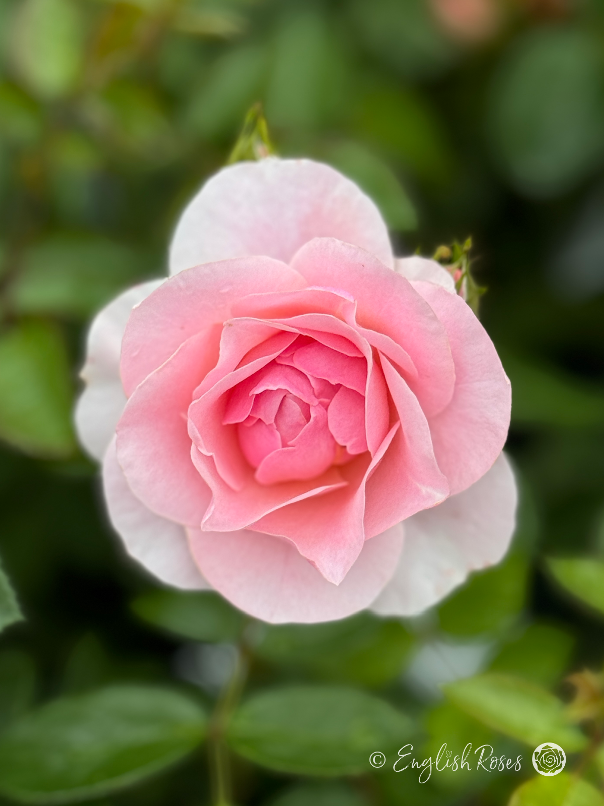 Happy Silver Wedding Rose - Silver and Pink Floribunda Rose - Close up photo of an open, silvery pink bloom and buds