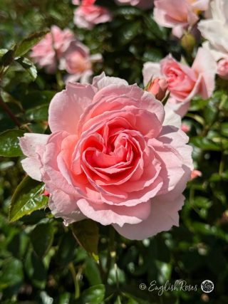 Hello Gorgeous Rose - Soft Pink Floribunda Rose - A close up photo of an open, soft pink bloom and lush green foliage