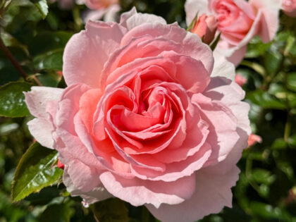 Hello Gorgeous Rose Hello Gorgeous Rose Image