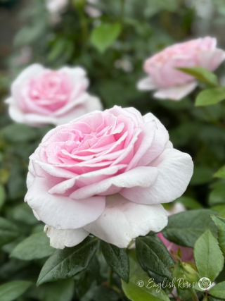 Hopes and Dreams Rose Three Blooms Main Image - Multiple large lilac pink hybrid tea blooms