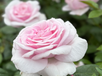 Hopes and Dreams Rose Hopes and Dreams Rose Image