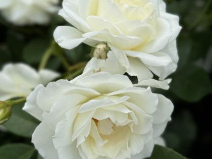 Iceberg Rose Iceberg Rose Image