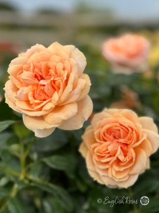It's a Wonderful Life Rose - Apricot Floribunda Rose - A close up photo of two apricot blooms