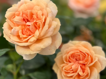 A Rose For My Wonderful Brother A Rose For My Wonderful Brother Image