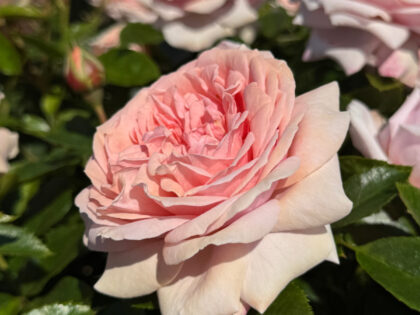 Always Remembered Gift Always Remembered Gift Image