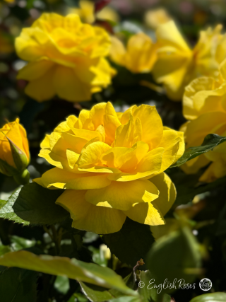 Korresia Rose - Golden Yellow Floribunda Rose - A close up photo of multiple bright yellow, open blooms