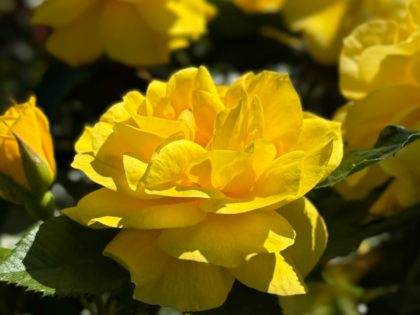 Korresia Rose Korresia Rose Image