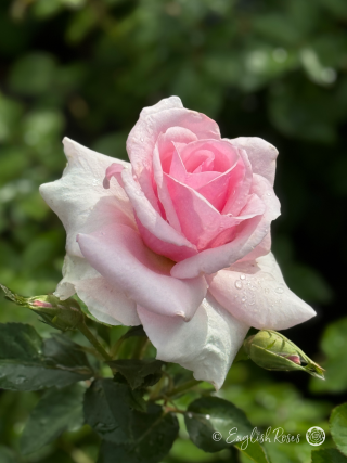 Let There Be Love Rose - Soft Pink Floribunda Rose - A close up photo of a single soft pink bloom