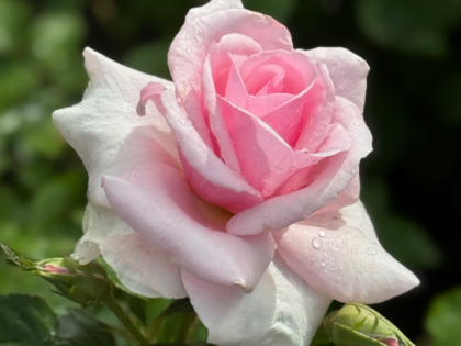 Special Wife Valentine Gift Rose Special Wife Valentine Gift Rose Image