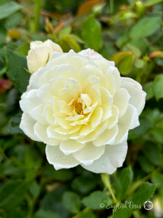 Little Angel Rose - White Patio Rose - Close up photo of one white open bloom