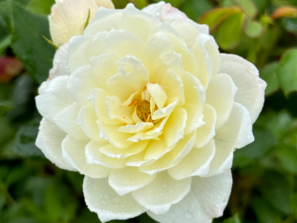 Little Angel Rose Little Angel Rose Image