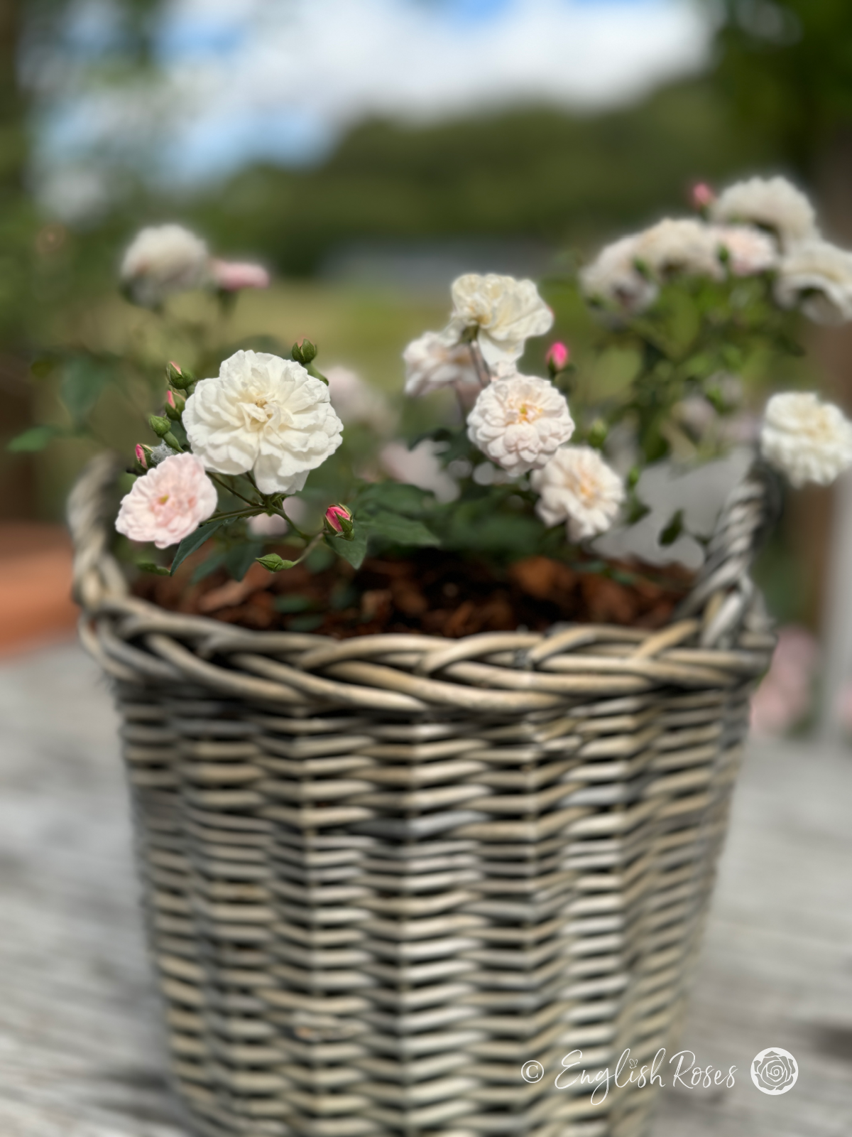 Little Pet Rose - White Patio Rose - A Willow Basket Gift presentation of the Little Pet Rose variety featuring pure white blooms, buds and green foliage