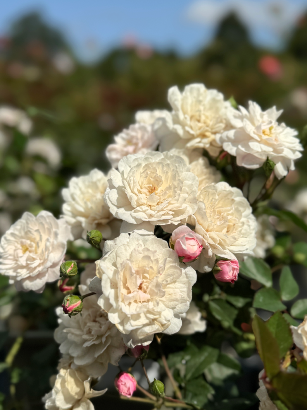 Little Pet Rose - White Patio Rose - A close up photo of a group of pure white blooms and buds
