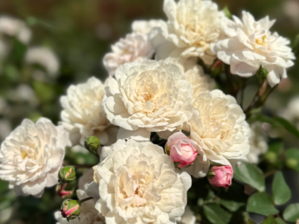 Little Pet Rose - Animal Memorial Roses Little Pet Rose - Animal Memorial Roses Image