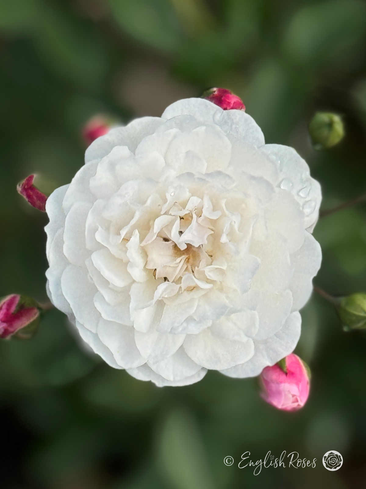 Little Pet Rose - White Patio Rose - Close up photo of a single pure white bloom with buds