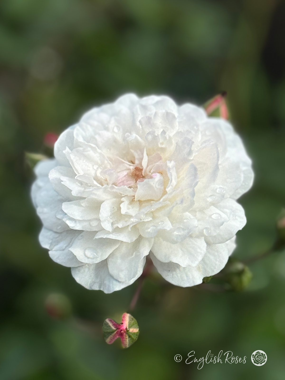 Little Pet Rose - White Patio Rose - A close up photo of a single open, pure white bloom