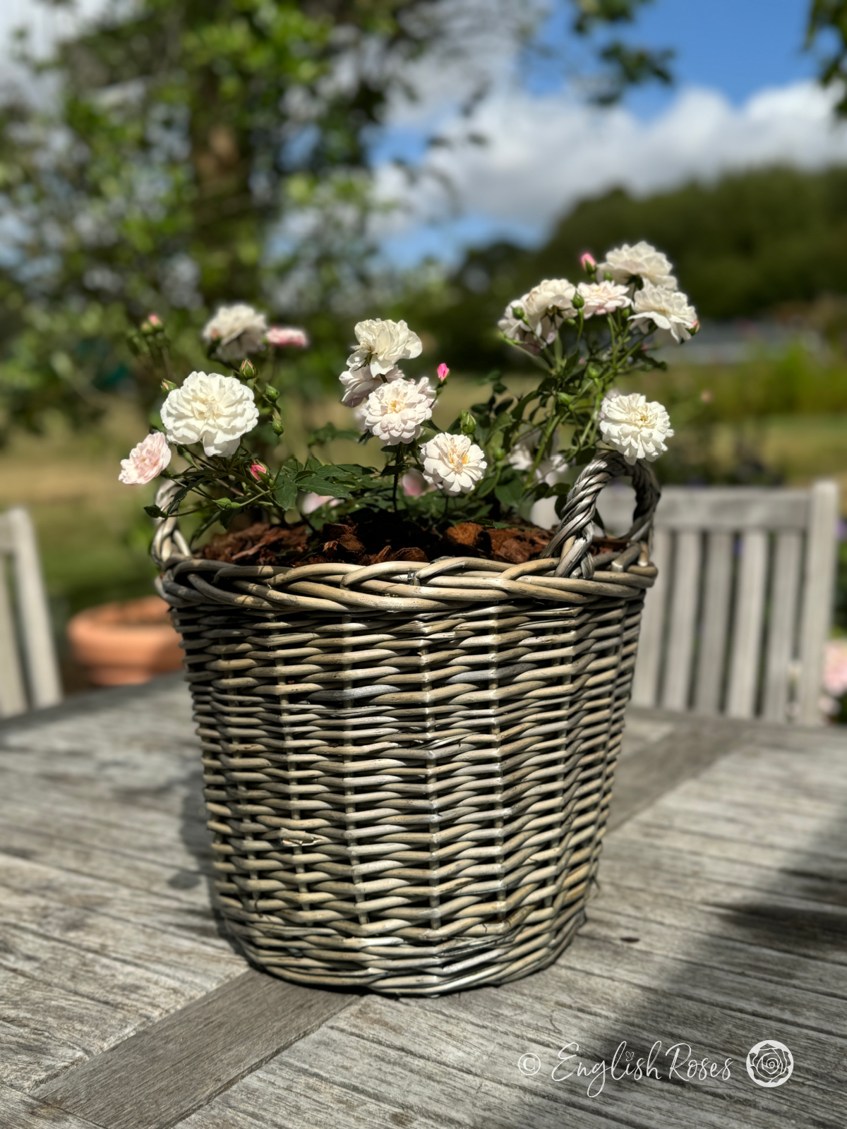 Little Pet Rose - White Patio Rose - A Willow Basket arrangement of the Little Pet Rose variety adorned with pure white blooms and buds