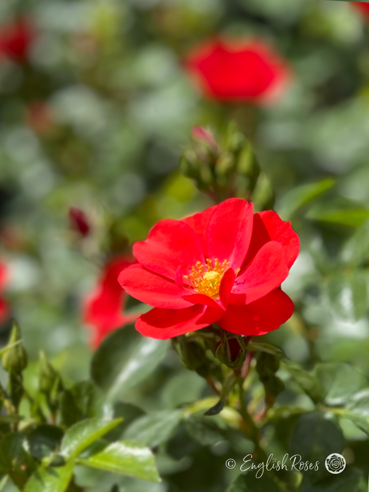 Lots of Kisses Rose - Red Patio Rose - A close up photo of a single red bloom with lots of buds