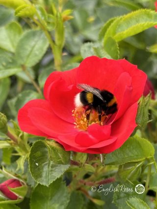 Lots of Kisses Rose - Red Patio Rose - A close up photo of a single red bloom with a bumblebee