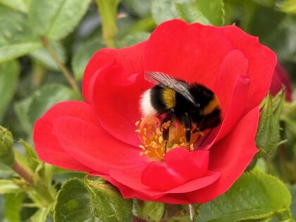 Ruby Wedding Anniversary Gifts Ruby Wedding Anniversary Gifts Image