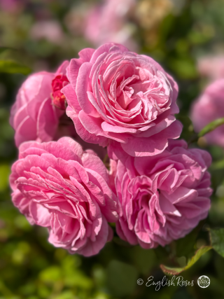 Lovely Parfuma Rose - Soft Pink Floribunda Rose - A close up photo of multiple soft pink blooms summer romance rose
