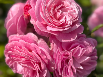 Lovely Parfuma Rose (aka Summer Romance Rose) Lovely Parfuma Rose (aka Summer Romance Rose) Image