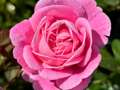 A Rose For Marie - English Roses Gift A Rose For Marie - English Roses Gift Image