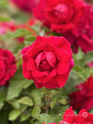 Lovestruck Rose - Cherry Red Floribunda Rose - Close up photo of a cherry red bloom with additional blooms in the background
