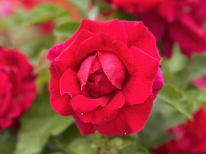 Lovestruck Rose Lovestruck Rose Image