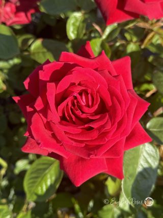 Loving Memory Rose - Red Hybrid Tea Rose - A close up photo of a single red, open bloom with foliage