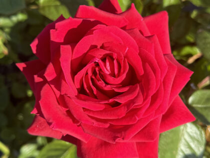 Loving Memory Rose - In Remembrance Gifts Loving Memory Rose - In Remembrance Gifts Image