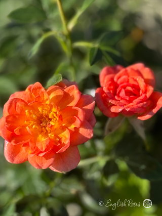 Fond Memories Rose - Orange Patio Rose - Two sunset orange roses on a background of green foliage