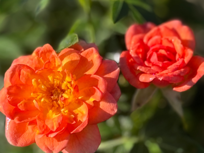 Memory Rose for Loss of Dad Memory Rose for Loss of Dad Image