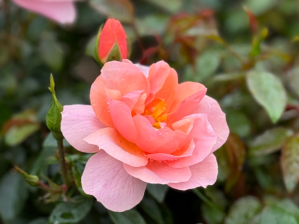 Loyal Companion Rose - Dog Remembrance Gifts Loyal Companion Rose - Dog Remembrance Gifts Image