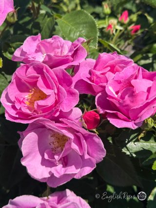 Lucky Rose - Pink Floribunda Rose - A close up photo of multiple pink blooms and buds