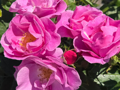 Lucky Rose Lucky Rose Image