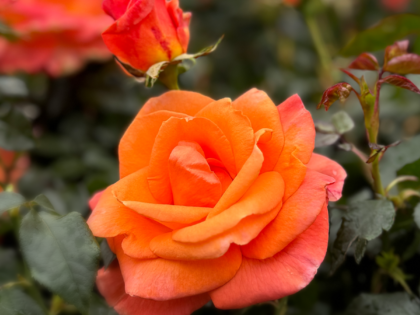 Mamma Mia Rose Mamma Mia Rose Image