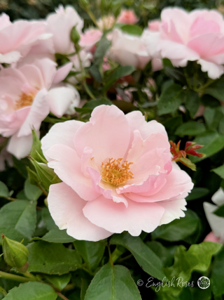Many Happy Returns Rose - Blush Pink Floribunda Rose - A close up photo of multiple blush pink blooms
