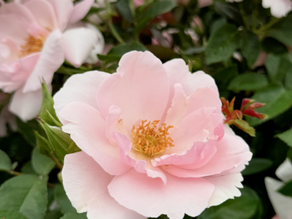 Many Happy Returns Rose Many Happy Returns Rose Image