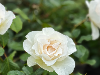 A Rose For Margaret - English Roses Gift A Rose For Margaret - English Roses Gift Image