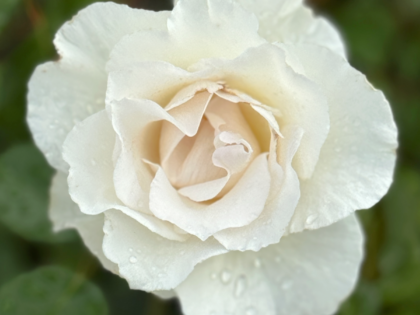 A Rose For Margaret - English Roses Gift A Rose For Margaret - English Roses Gift Image