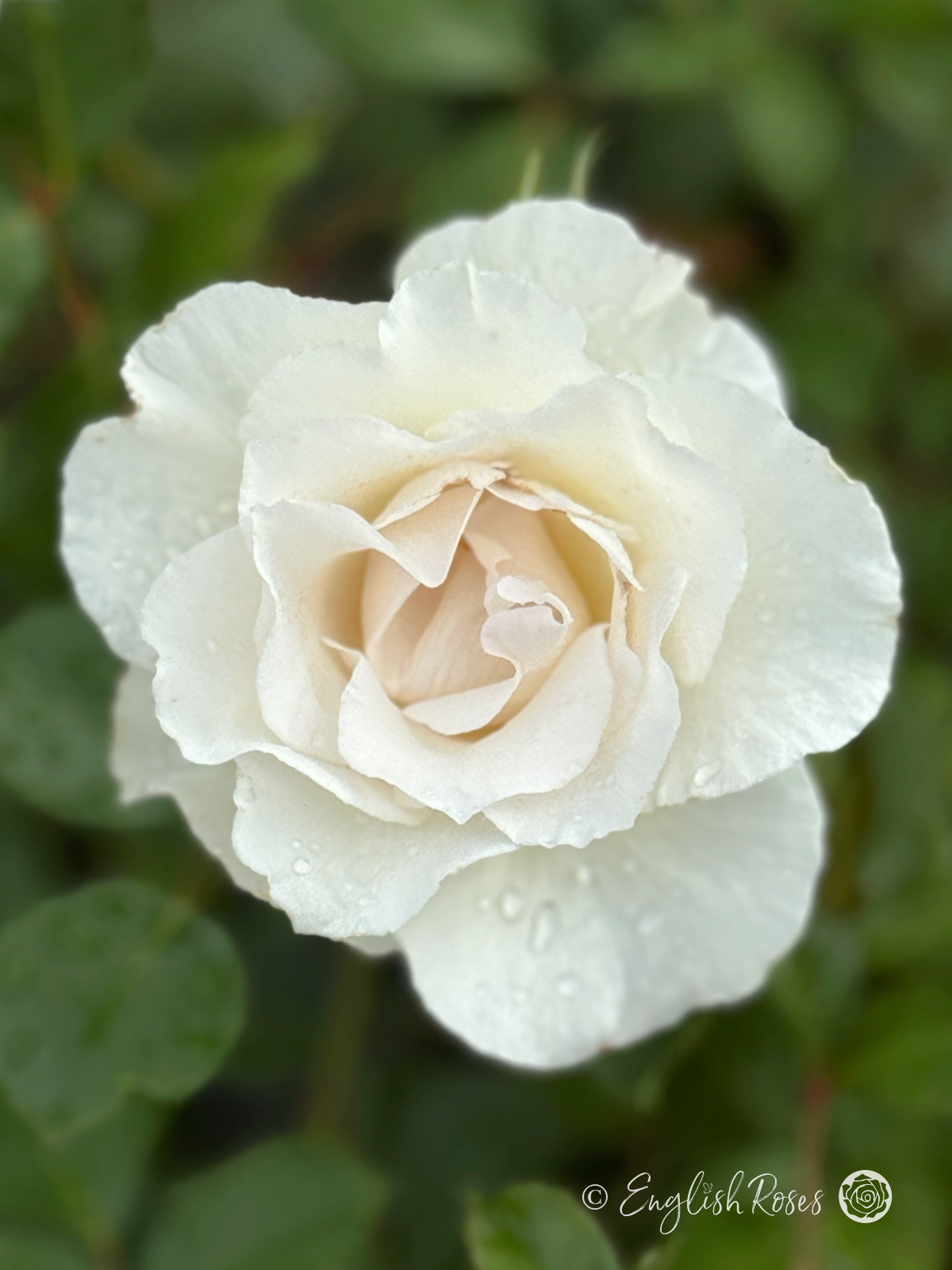 Margaret Merril Rose - White Floribunda Rose - A close up photo of a single open, white bloom