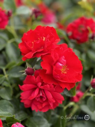 Moment in Time Rose - Ruby Red Floribunda Rose - A close up photo of multiple ruby red blooms and buds