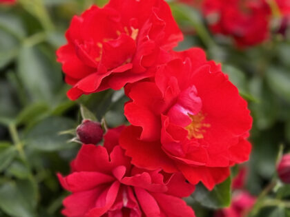 Moment In Time Rose Moment In Time Rose Image