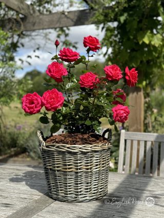 My Dad Rose - Deep Pink-Red Floribunda Rose - A Willow Basket arrangement of the My Dad Rose variety adorned with deep pink-red blooms, buds and lush green foliage