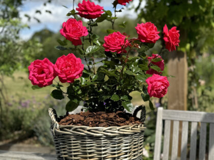 Father's Day Gift For Dad - Gift Planted Rose In Large Willow Basket Father's Day Gift For Dad - Gift Planted Rose In Large Willow Basket Image