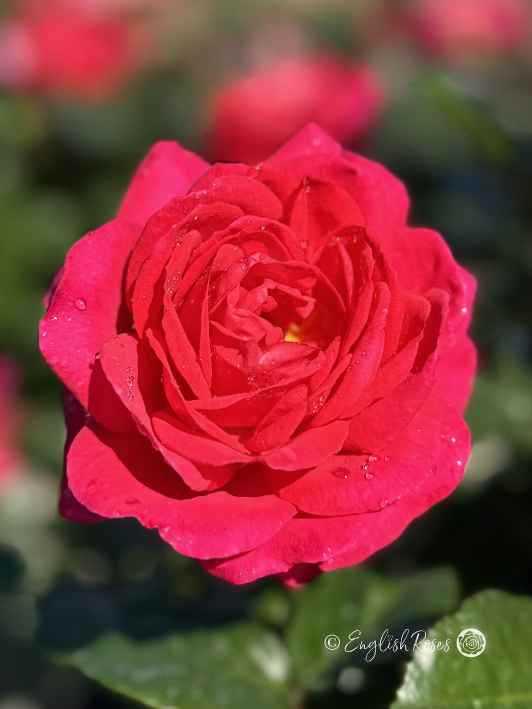 My Dad Rose - Deep Pink-Red Floribunda Rose - Close up photo of a deep pink-red bloom