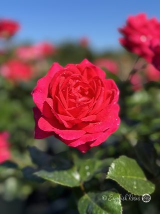 My Dad Rose - Deep Pink-Red Floribunda Rose - A close up photo of a single pink-red bloom with additional blooms in the background