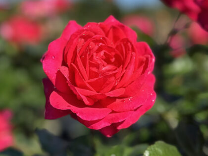 My Dad Rose My Dad Rose Image