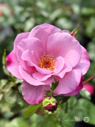 My Lovely Dad Rose - Mauve Hybrid Tea Rose - Close up photo of a single mauve bloom with buds